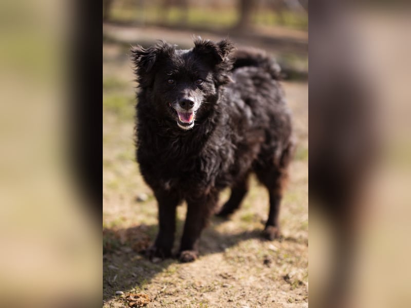 Kroat. Schäfi-Mix Lola ❤️ lebhafte, schlaue Schmusemaus!