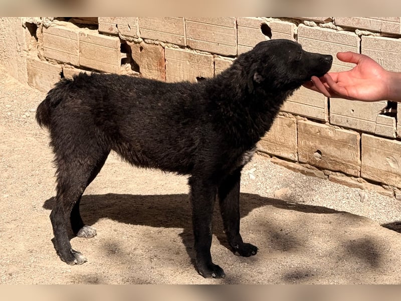 Jane ❤️ neugieriges, liebes Kroat. Schäfi-Mix Hundemädchen