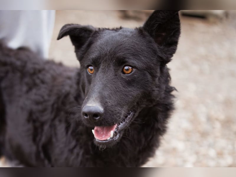 Jungrüde Dado ♥️ so lebensfroh entzückend