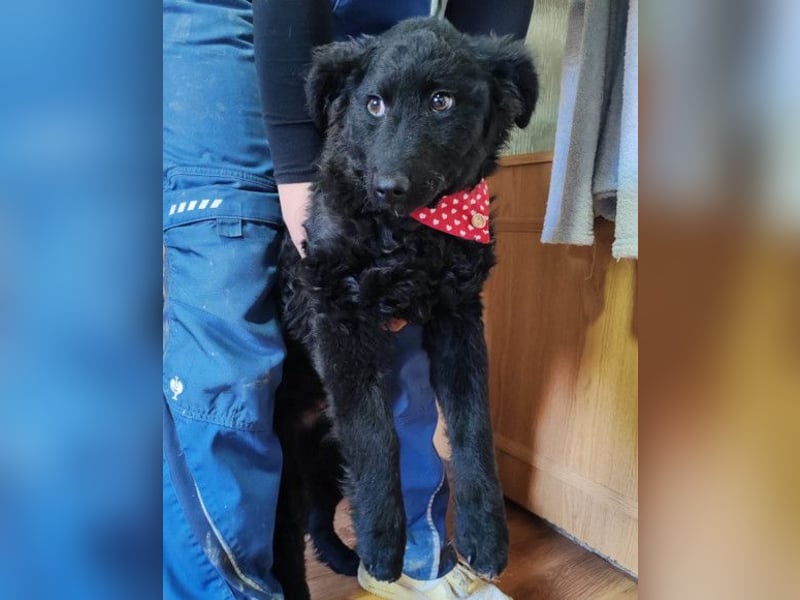 ZOA❤️Kroat. Schäferhund-Mix-Mädel voller purer Lebensfreude