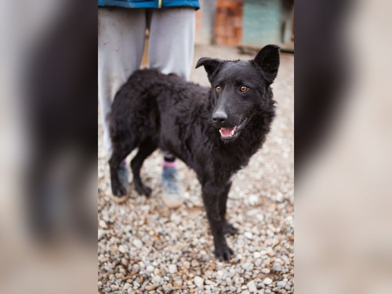 Jungrüde Dado ♥️ so lebensfroh entzückend