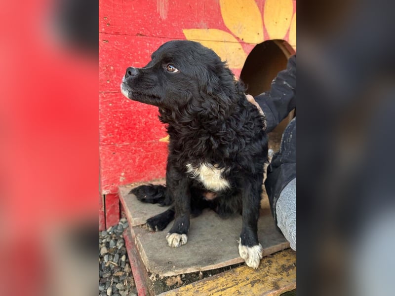 Kleine ♥Milena♥ sanfte, verspielte Junghündin