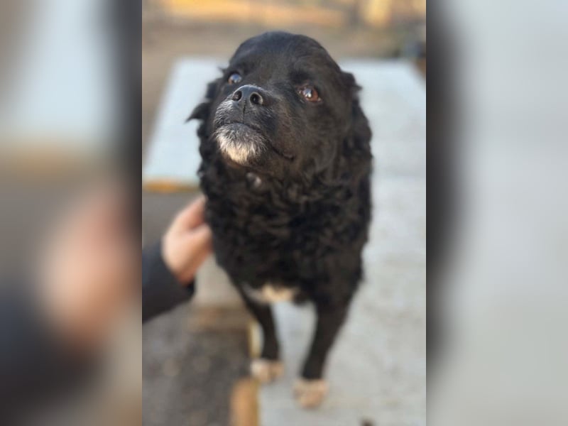 Kleine ♥Milena♥ sanfte, verspielte Junghündin