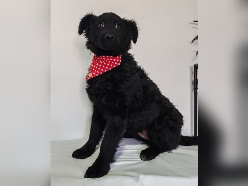 ZOA❤️Kroat. Schäferhund-Mix-Mädel voller purer Lebensfreude