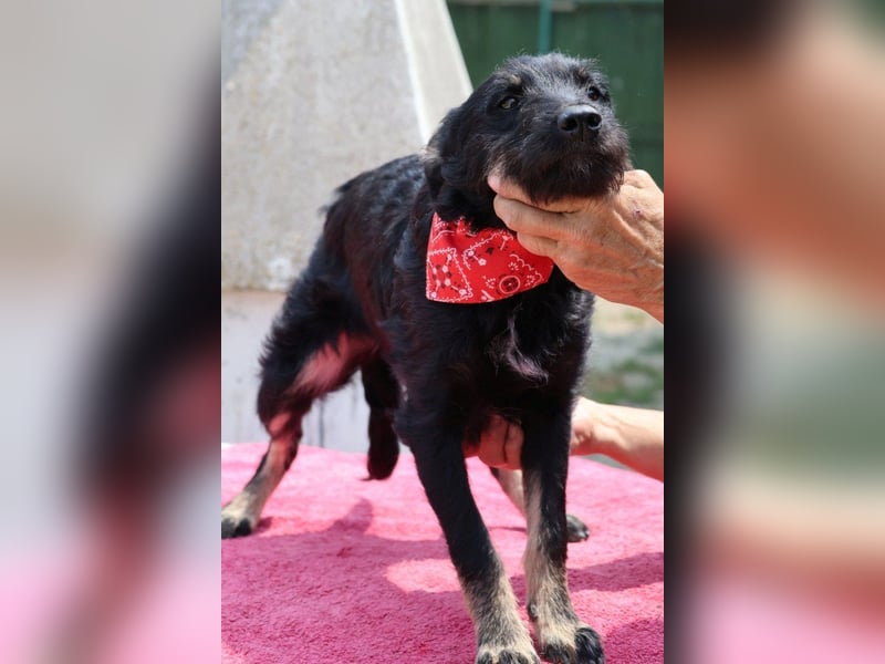 Lebhafte, liebe ♥ Abba ♥ sucht Schutz & Liebe