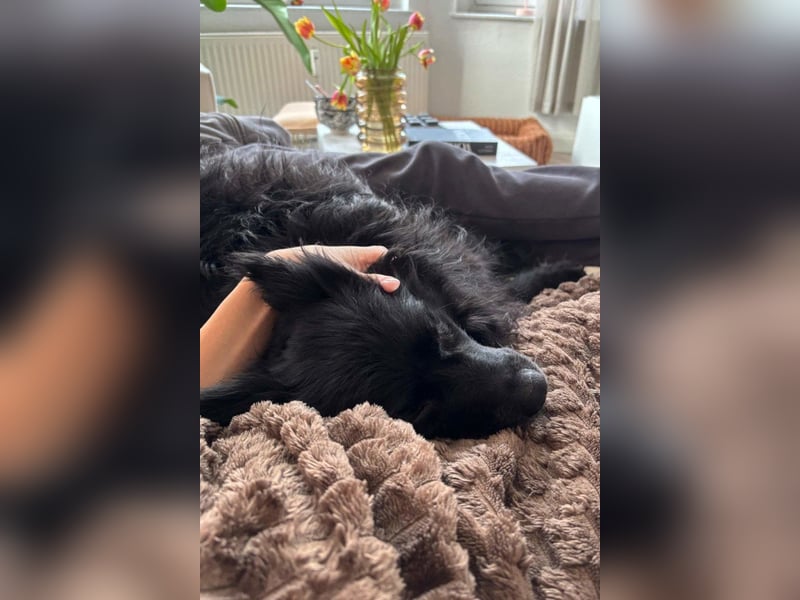 Besuche Daisy in 04157 Leipzig