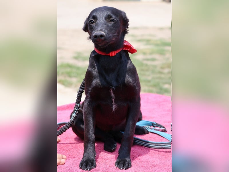 Zarte Schäfi-Terrier-Mix-Junghündin ♥ARA♥ sucht Vertrauen & Liebe & Abenteuer