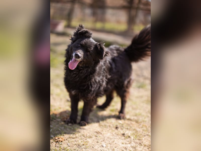 Kroat. Schäfi-Mix Lola ❤️ lebhafte, schlaue Schmusemaus!