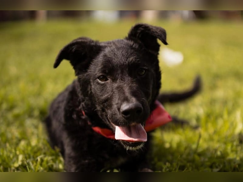 MIMA❤️soziales, kuscheliges und verspieltes Kroat.Schäfi-Mix-Mädchen sucht ihre Familie