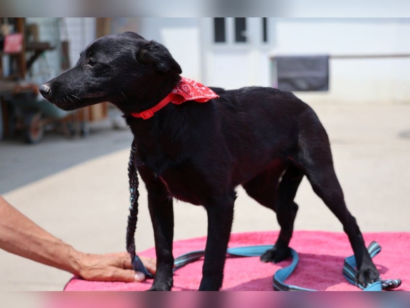 Zarte ♥Ara♥ sucht Vertrauen & Liebe