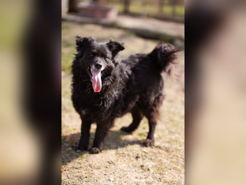 Kroat. Schäfi-Mix Lola ❤️ lebhafte, schlaue Schmusemaus!