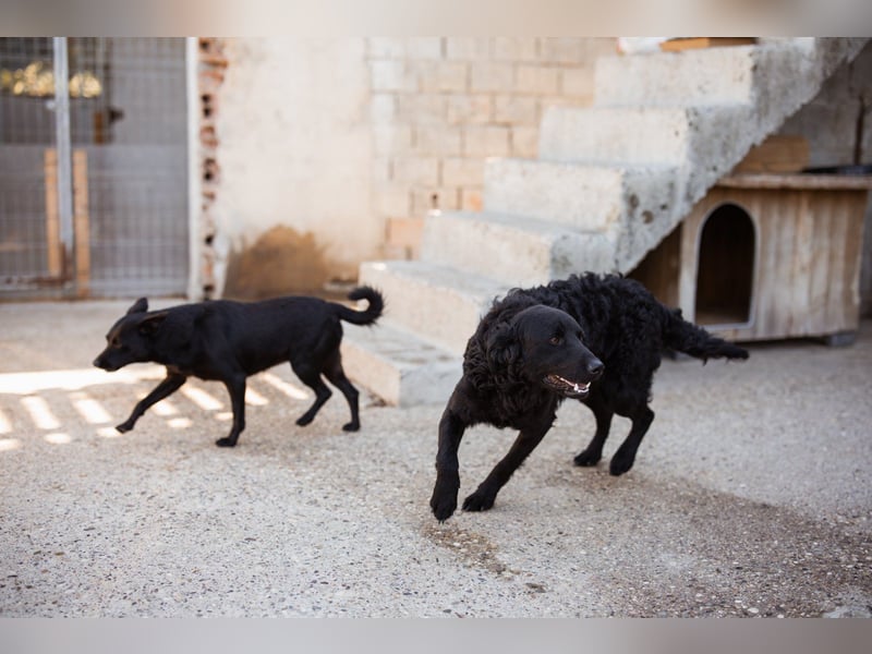 GONZALES❤️ liebenswerter, agiler und neugieriger Kroatischer Schäferhund-Mix