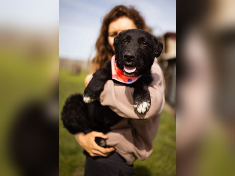 MIMA❤️soziales, kuscheliges und verspieltes Kroat.Schäfi-Mix-Mädchen sucht ihre Familie