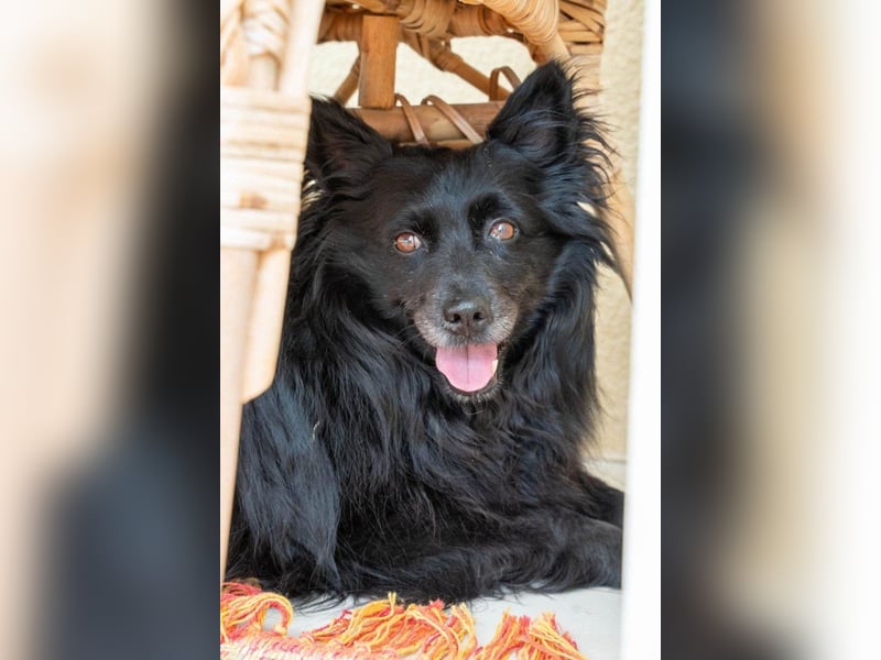 Kleine ♥ Daisy ♥ erwartet dich bereits in 01640 Coswig
