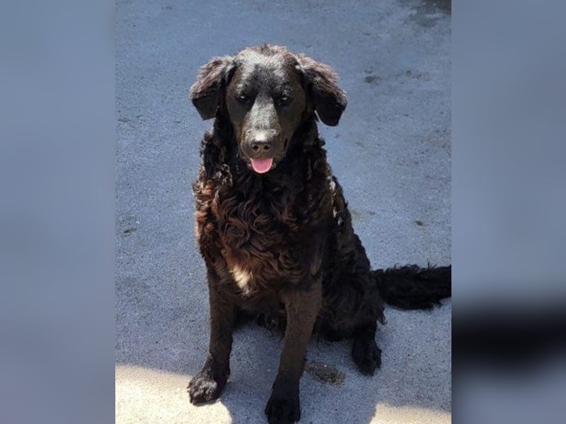 Kroat. Schäfi-Mix GONZALES❤️ super süßer Hundejunge mit tollem Charakter!