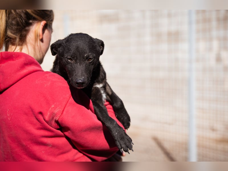 Jane ❤️ neugieriges, liebes Kroat. Schäfi-Mix Hundemädchen