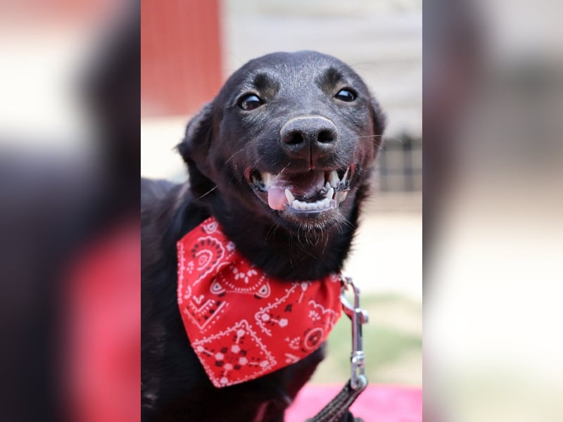 Zarte Schäfi-Terrier-Mix-Junghündin ♥ARA♥ sucht Vertrauen & Liebe & Abenteuer