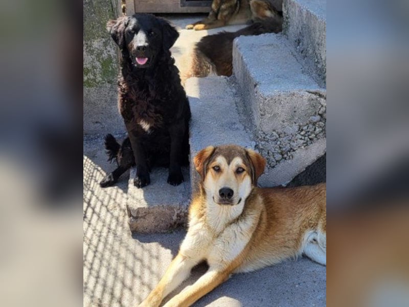 Kroat. Schäfi-Mix GONZALES❤️ super süßer Hundejunge mit tollem Charakter!