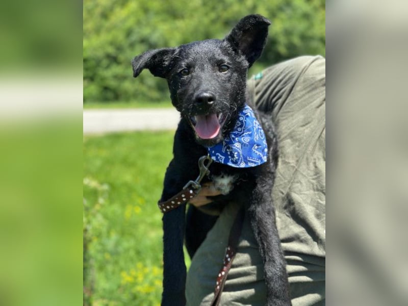 Jungrüde Dado ♥️ so lebensfroh entzückend