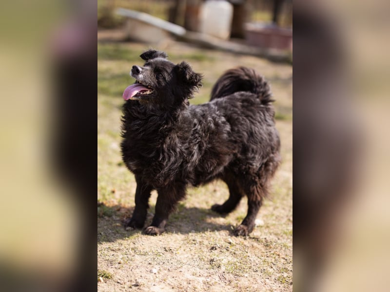 Kroat. Schäfi-Mix Lola ❤️ lebhafte, schlaue Schmusemaus!