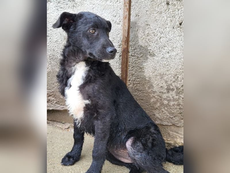 Jane ❤️ neugieriges, liebes Kroat. Schäfi-Mix Hundemädchen