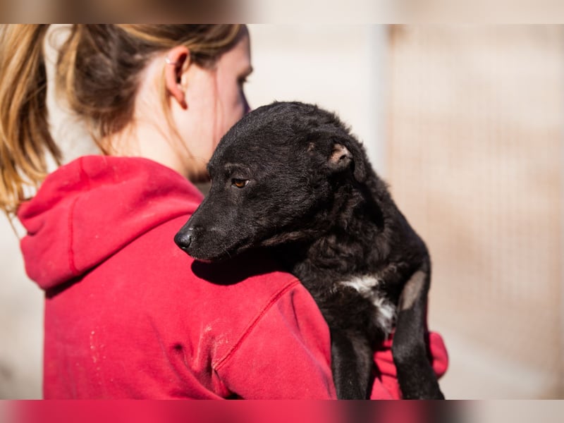 Jane ❤️ neugieriges, liebes Kroat. Schäfi-Mix Hundemädchen