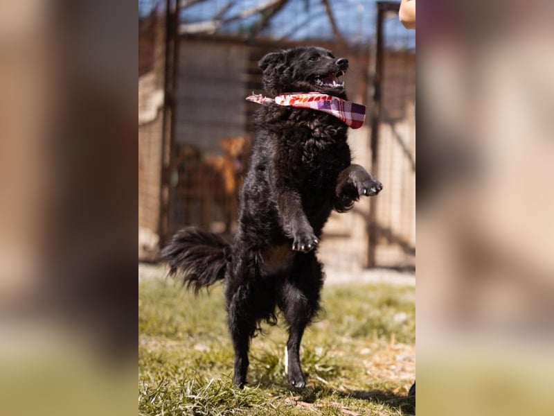 ZOA❤️Kroat. Schäferhund-Mix-Mädel voller purer Lebensfreude