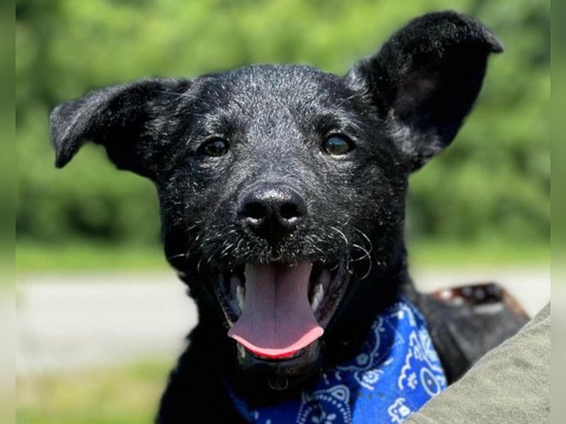 Jungrüde Dado ♥️ so lebensfroh entzückend