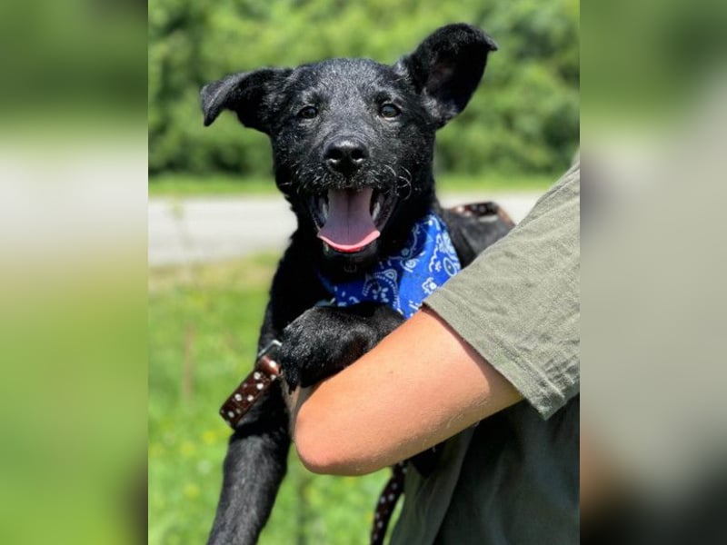 Jungrüde Dado ♥️ so lebensfroh entzückend