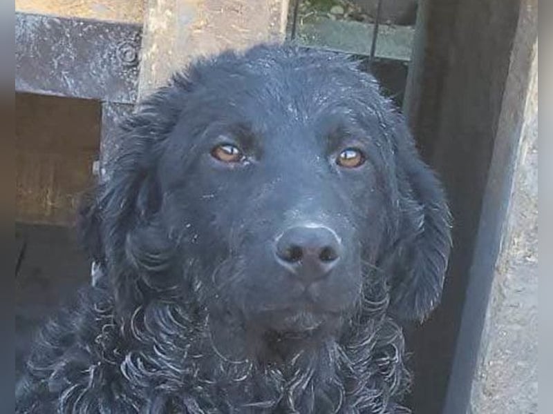 Kroat. Schäfi-Mix GONZALES❤️ super süßer Hundejunge mit tollem Charakter!