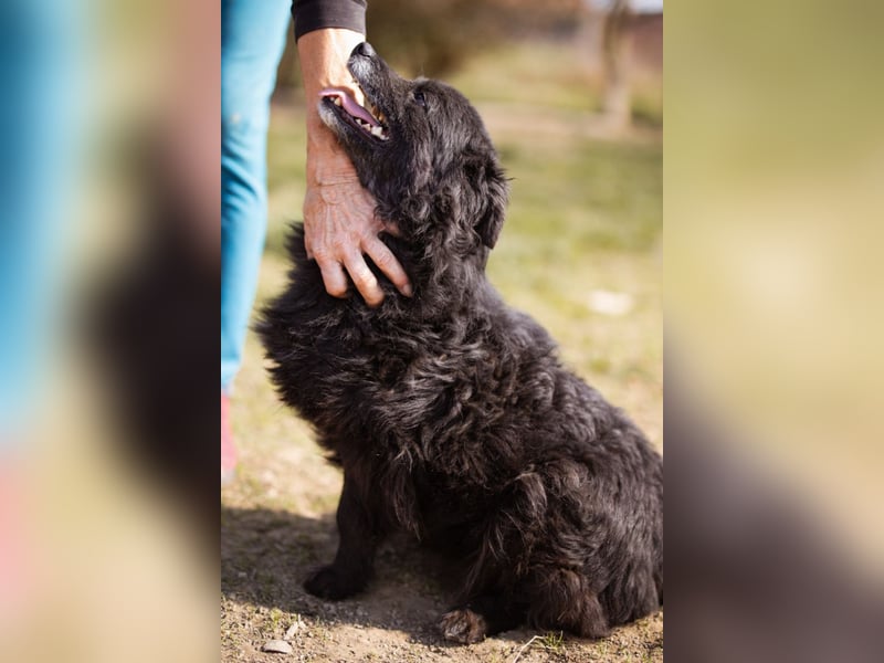 Kroat. Schäfi-Mix Lola ❤️ lebhafte, schlaue Schmusemaus!