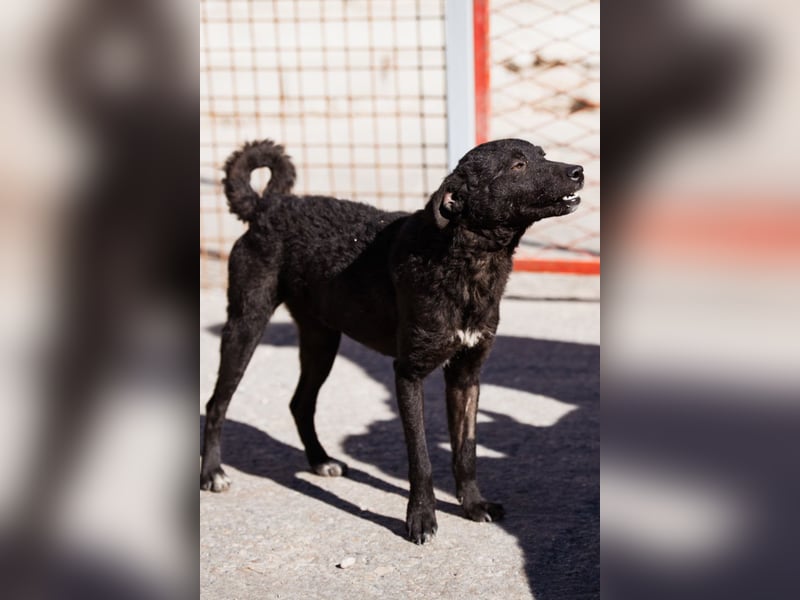 Jane ❤️ neugieriges, liebes Kroat. Schäfi-Mix Hundemädchen