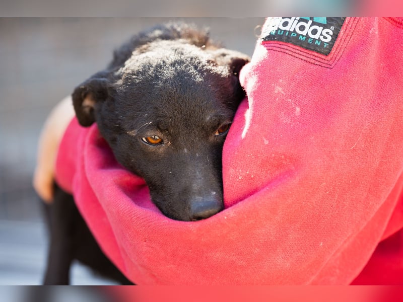 Jane ❤️ neugieriges, liebes Kroat. Schäfi-Mix Hundemädchen