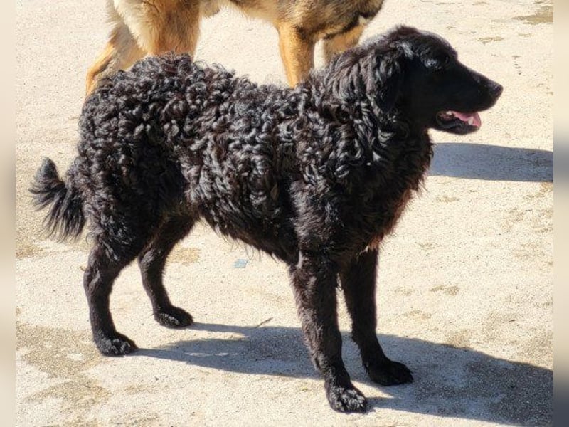 GONZALES❤️ liebenswerter, agiler und neugieriger Kroatischer Schäferhund-Mix