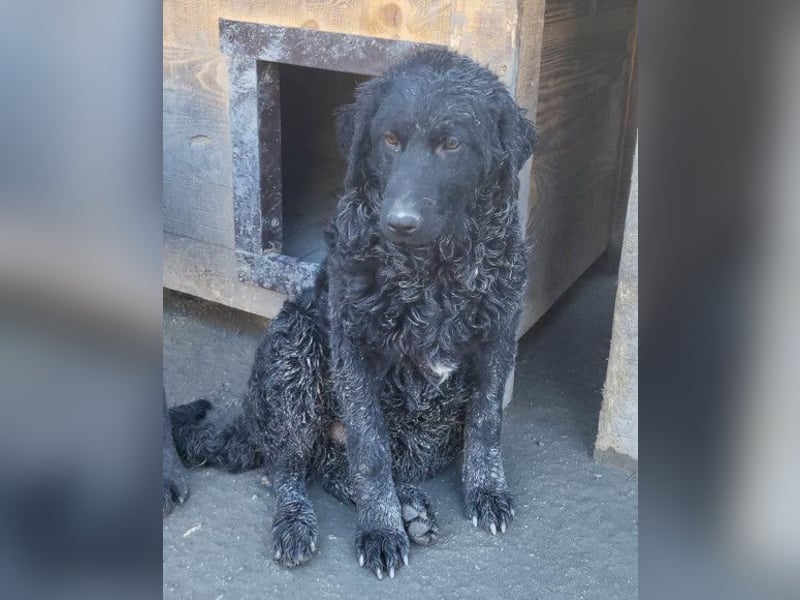 Kroat. Schäfi-Mix GONZALES❤️ super süßer Hundejunge mit tollem Charakter!