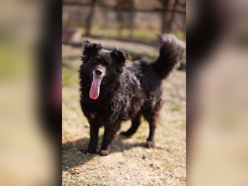 Kroat. Schäfi-Mix Lola ❤️ lebhafte, schlaue Schmusemaus!