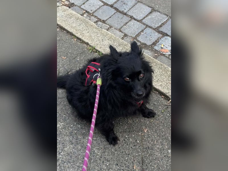 Kleine ♥Daisy♥ erwartet dich bereits in 01640 Coswig