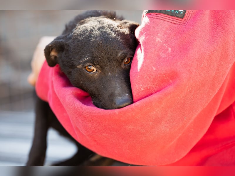 Jane ❤️ neugieres, liebes Hundemädchen Jane ❤️ neugieres, liebes Hundemädchen