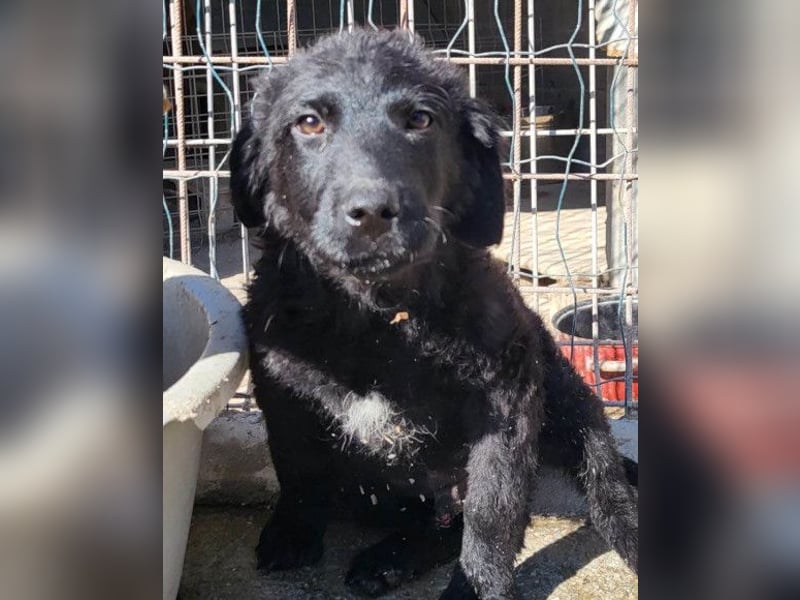 Kroat. Schäfi-Mix GONZALES❤️ super süßer Hundejunge mit tollem Charakter!