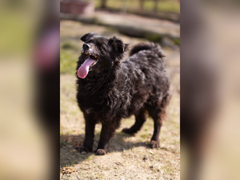 Kroat. Schäfi-Mix Lola ❤️ lebhafte, schlaue Schmusemaus!