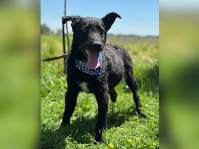 Jungrüde Dado ♥️ so lebensfroh entzückend