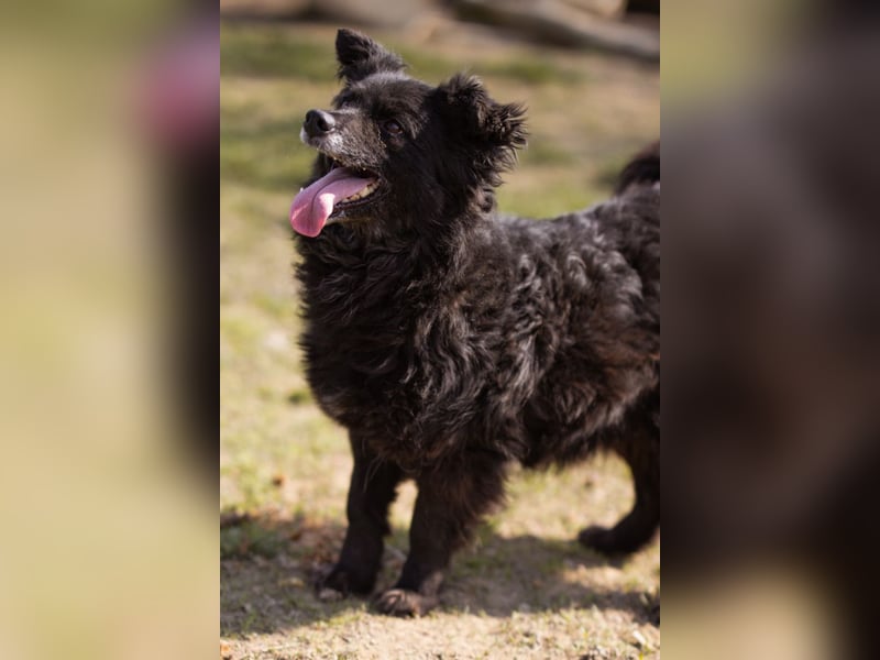 Kroat. Schäfi-Mix Lola ❤️ lebhafte, schlaue Schmusemaus!