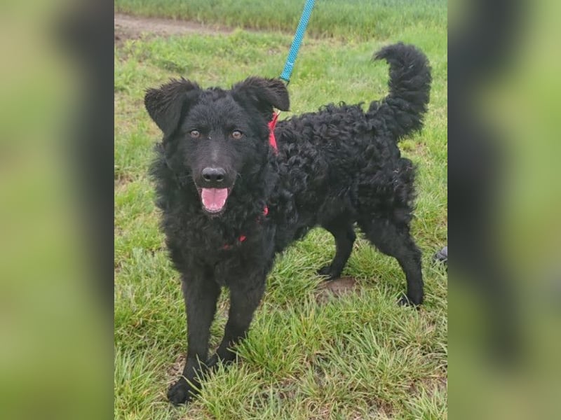 ZOA❤️Kroat. Schäferhund-Mix-Mädel voller purer Lebensfreude