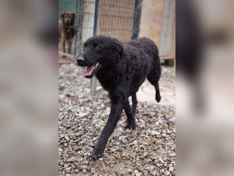 Jungrüde Dado ♥️ so lebensfroh entzückend