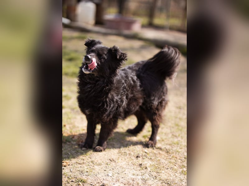Kroat. Schäfi-Mix Lola ❤️ lebhafte, schlaue Schmusemaus!