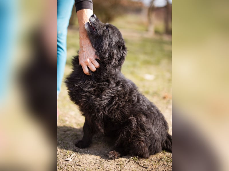 Kroat. Schäfi-Mix Lola ❤️ lebhafte, schlaue Schmusemaus!