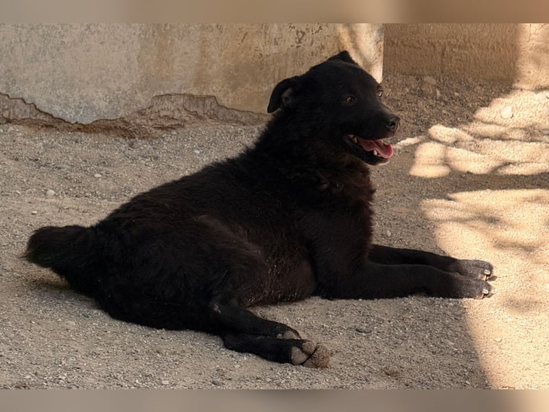 Jane ❤️ neugieriges, liebes Kroat. Schäfi-Mix Hundemädchen