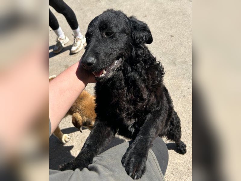 Kroat. Schäfi-Mix GONZALES❤️ super süßer Hundejunge mit tollem Charakter!