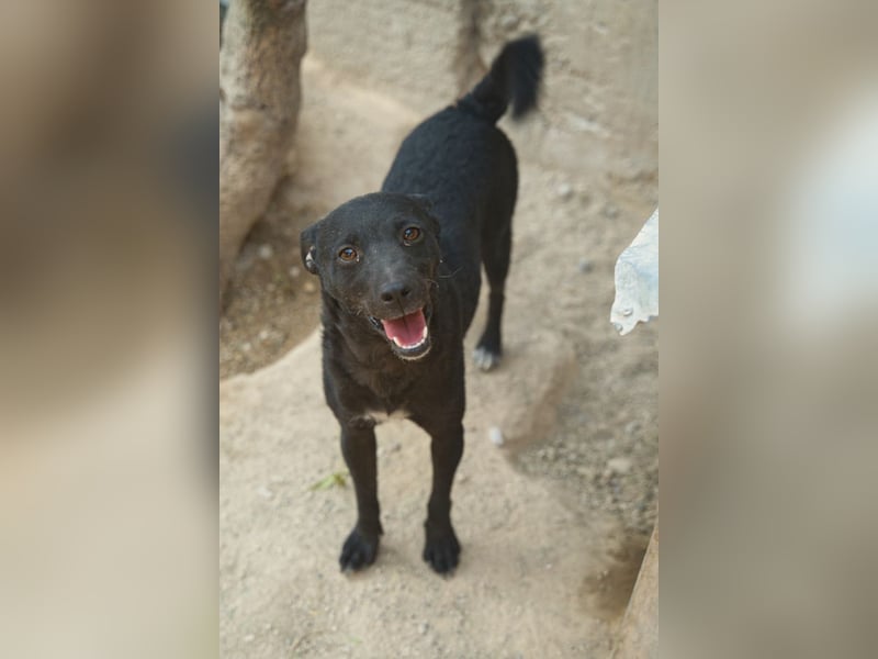 Jane ❤️ neugieriges, liebes Kroat. Schäfi-Mix Hundemädchen