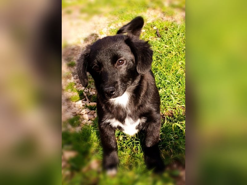 Liebste ♥ Lili ♥ süße Kroatische-Mix-Welpin sucht ihr großes Glück